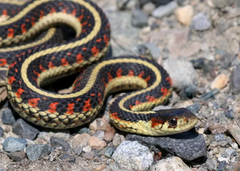 Garter snake Facts, FAQs, Behaviour, Habitat and Conservation