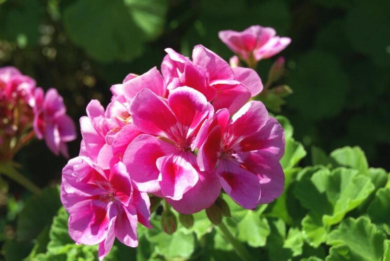 Geranium Flower Facts, Uses, Cultivation, Botany, Historical Significance