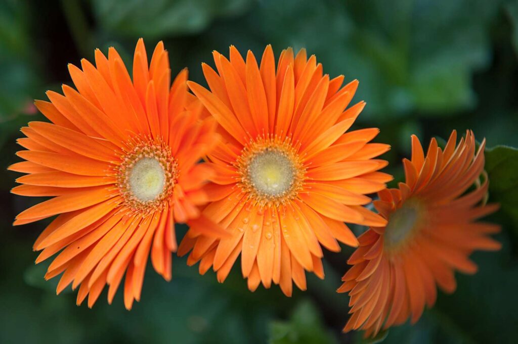 Gerbera Flower Facts Gerbera Flower Facts