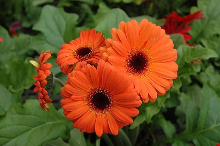 Gerbera Flower Facts, Uses, Cultivation, Botany, Historical Significance