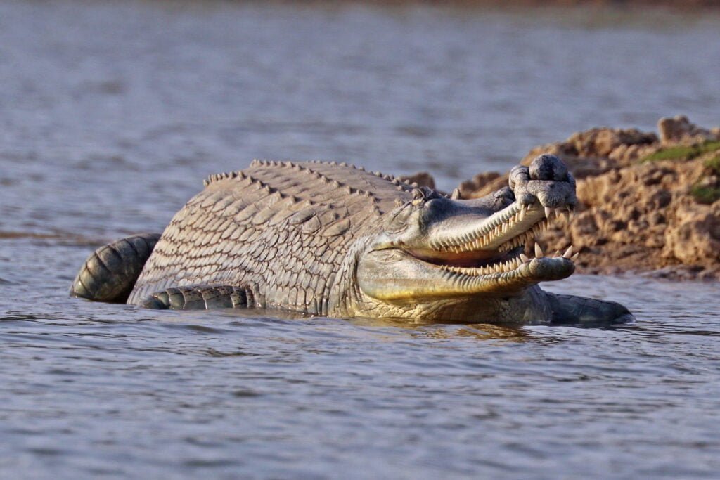 Gharial Facts