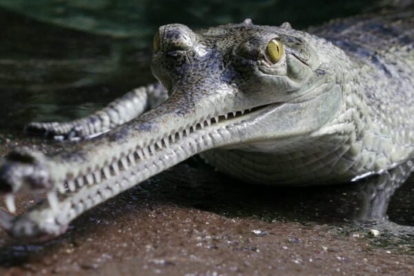 Gharial Facts