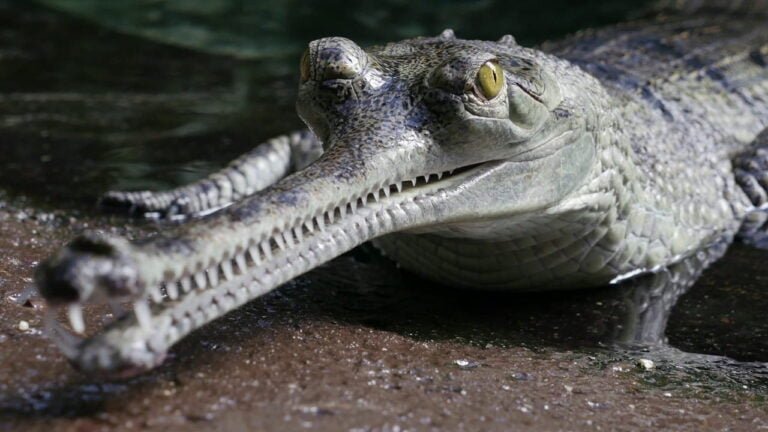 Gharial Facts, FAQs, Behaviour, Habitat, Conservation and More