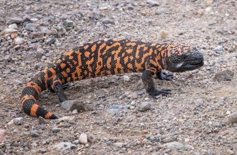 Gila monster Facts, FAQs, Behaviour, Habitat and Conservation