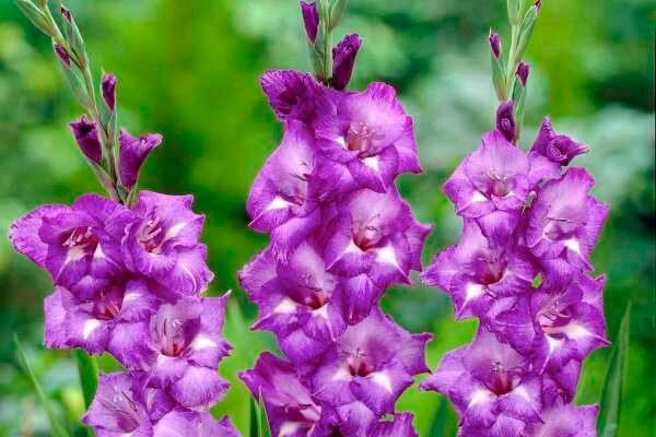 Gladiolus Flower Facts