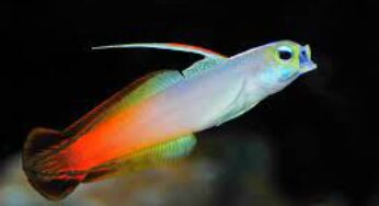 Goby Fish Facts, FAQs, Behaviour, Habitat, Conservation and More