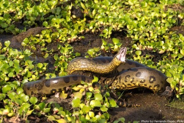 Green anaconda Facts,