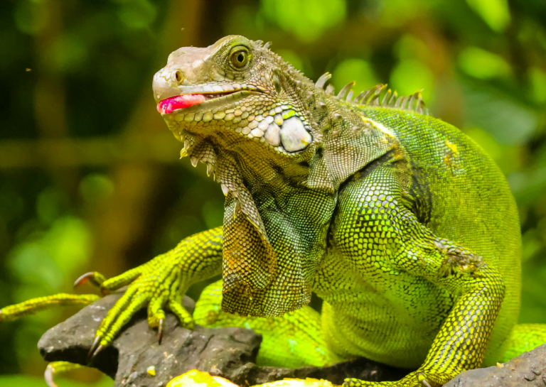 Green iguana Facts, FAQs, Behaviour, Habitat and Conservation