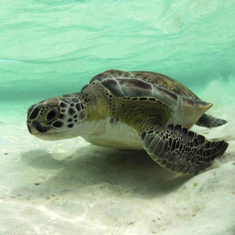 Green sea turtle Facts, FAQs, Behaviour, Habitat, Conservation and More