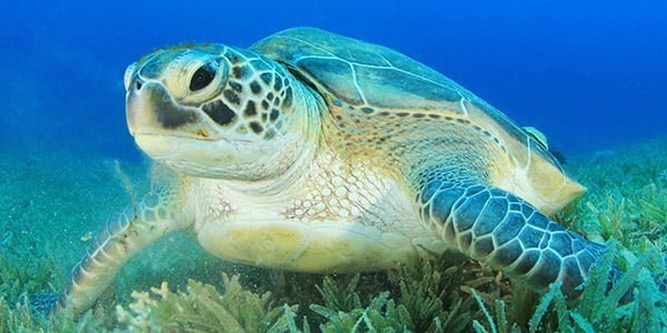 Green sea turtle Facts