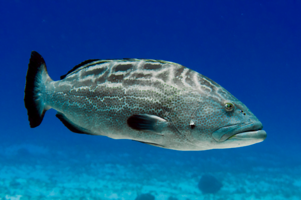 Grouper Facts