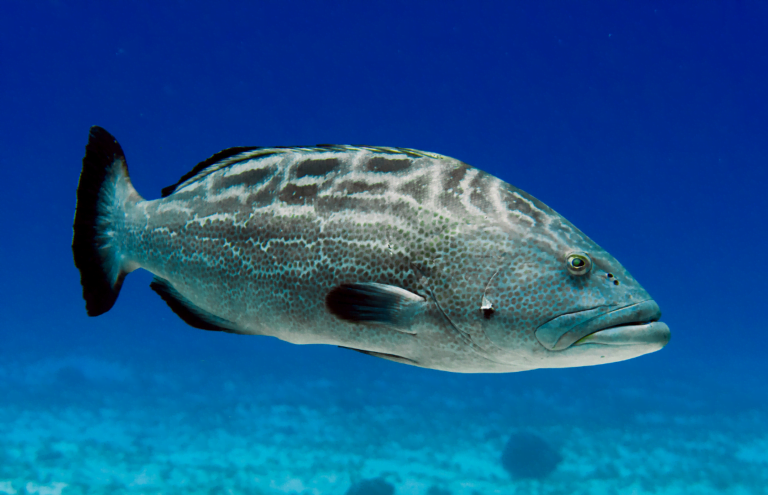 Grouper Facts, FAQs, Behaviour, Habitat, Conservation and More