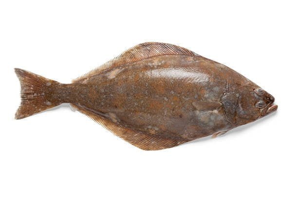 Halibut Facts