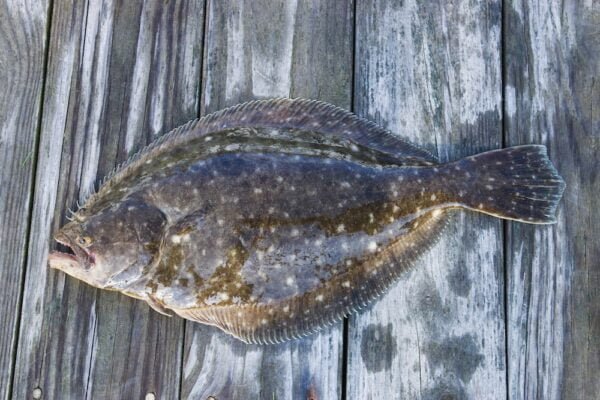 Halibut Facts