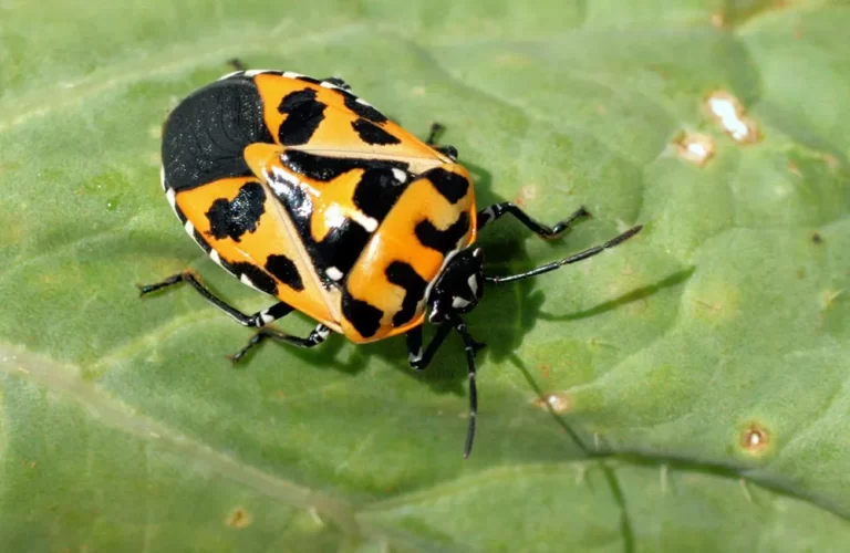 Harlequin Bug insect Facts, FAQs, Behaviour, Habitat, Conservation and more