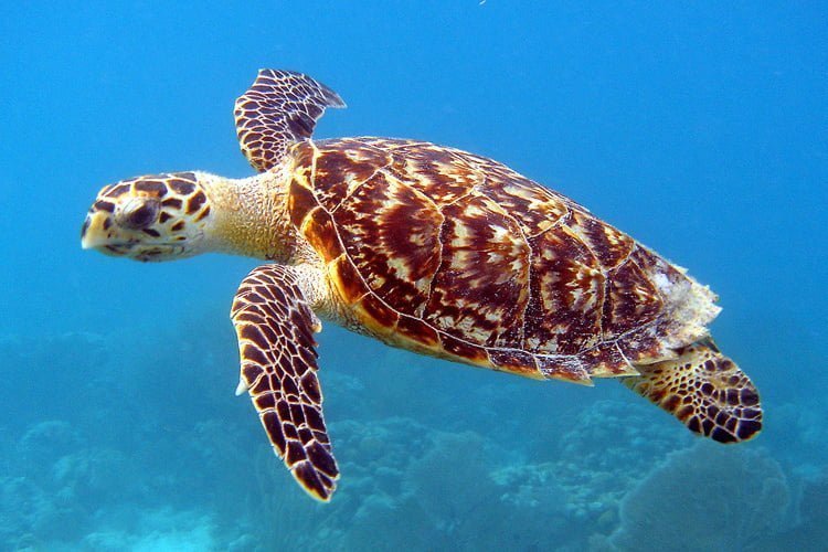 Hawksbill sea turtle Facts