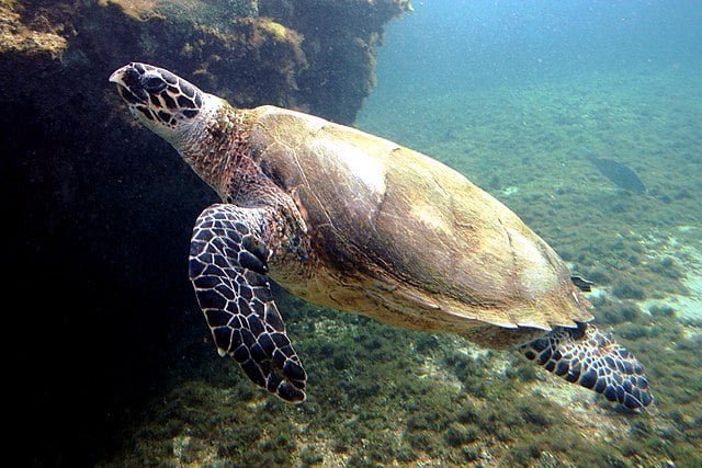 Hawksbill sea turtle Facts