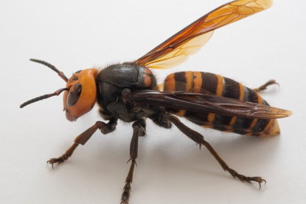Hornet insect Facts