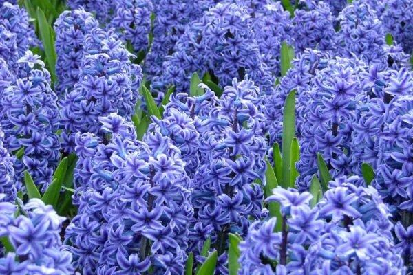 Hyacinth Flower Facts