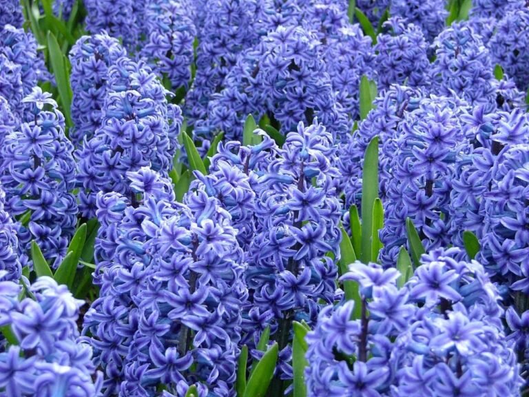 Hyacinth Flower Facts, Uses, Cultivation, Botany, Historical Significance