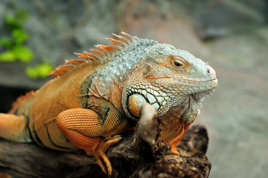 Iguana Facts