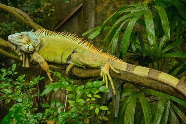 Iguana Facts,