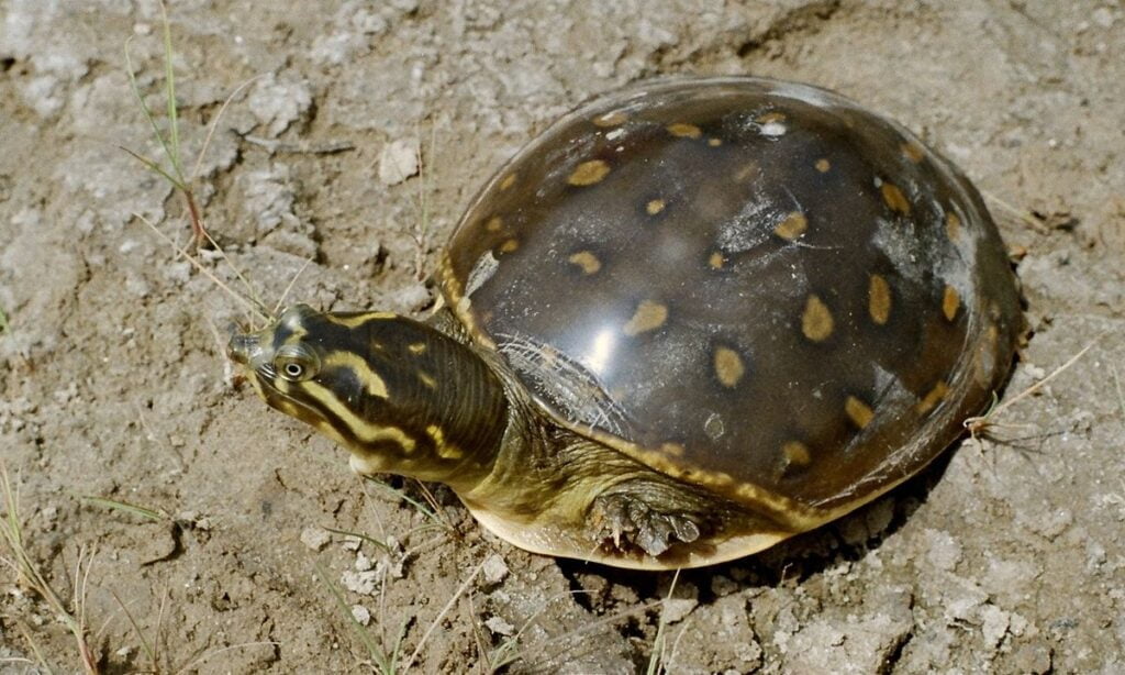 Indian flapshell turtle Facts