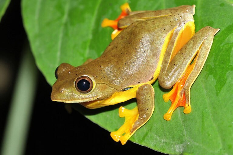 Indian flying frog Facts, FAQs, Behaviour, Habitat, Conservation and More