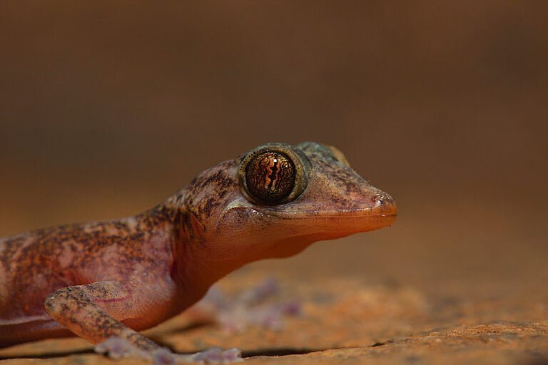 Indian golden gecko Facts, FAQs, Behaviour, Habitat, Conservation and More