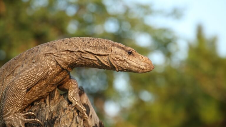 Indian monitor lizard Facts, FAQs, Behaviour, Habitat, Conservation and More