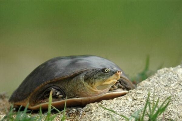 Indian mud turtle Facts