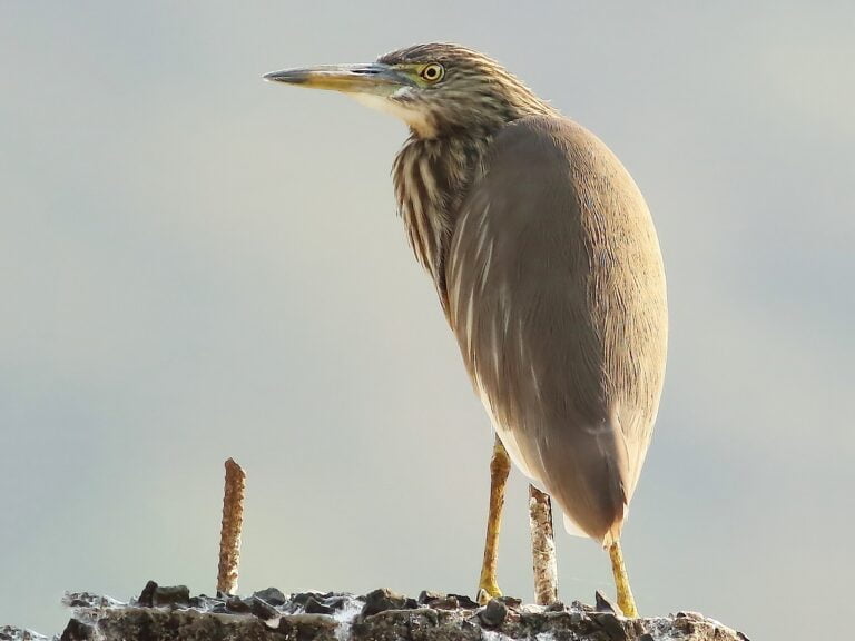 Indian pond heron Facts, FAQs, Behaviour, Habitat, Conservation and More