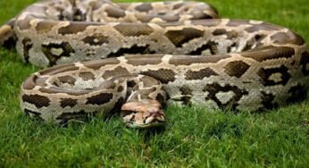 Indian python Facts, FAQs, Behaviour, Habitat, Conservation and More