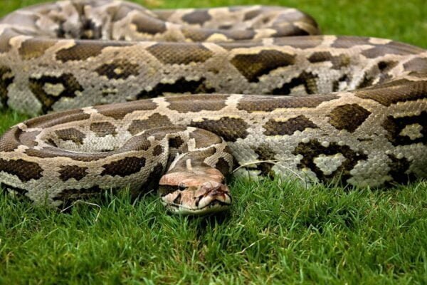 Indian python Facts