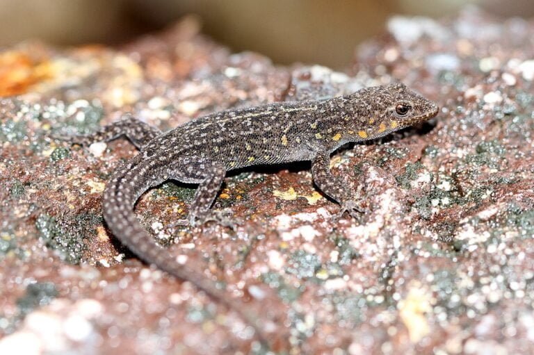 Indian rock gecko Facts, FAQs, Behaviour, Habitat, Conservation and More