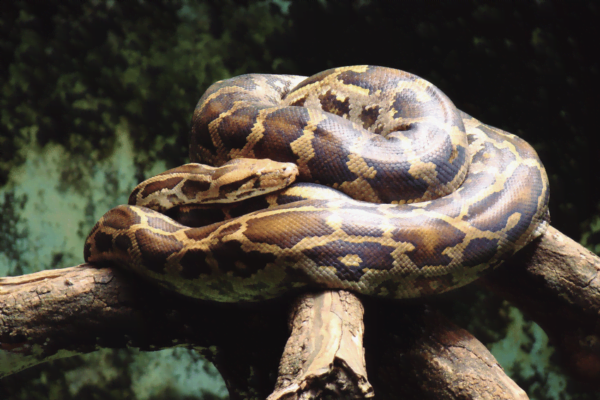 Indian rock python Facts