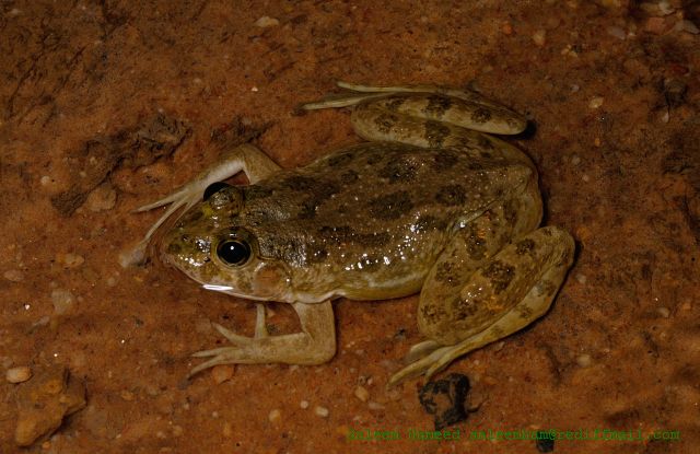 Indian skipper frog Facts