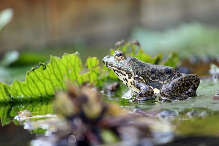 Indian skittering frog Facts, FAQs, Behaviour, Habitat, Conservation and More