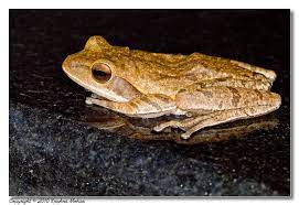 Indian tree frog Facts