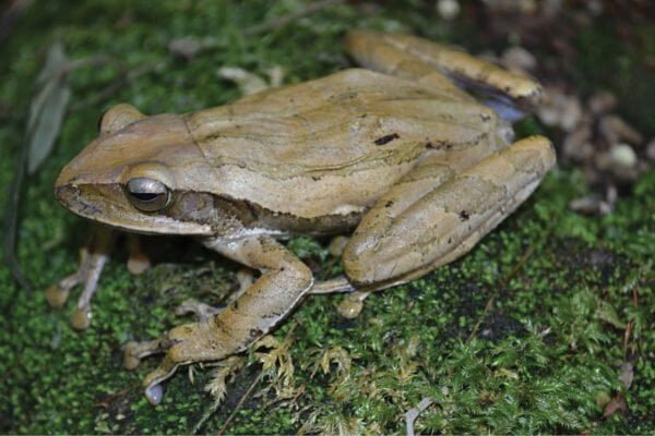 Indian tree frog Facts