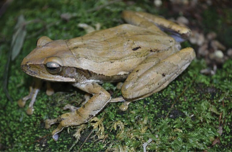 Indian tree frog Facts, FAQs, Behaviour, Habitat, Conservation and More