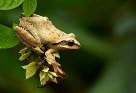 Indian tree frog Facts