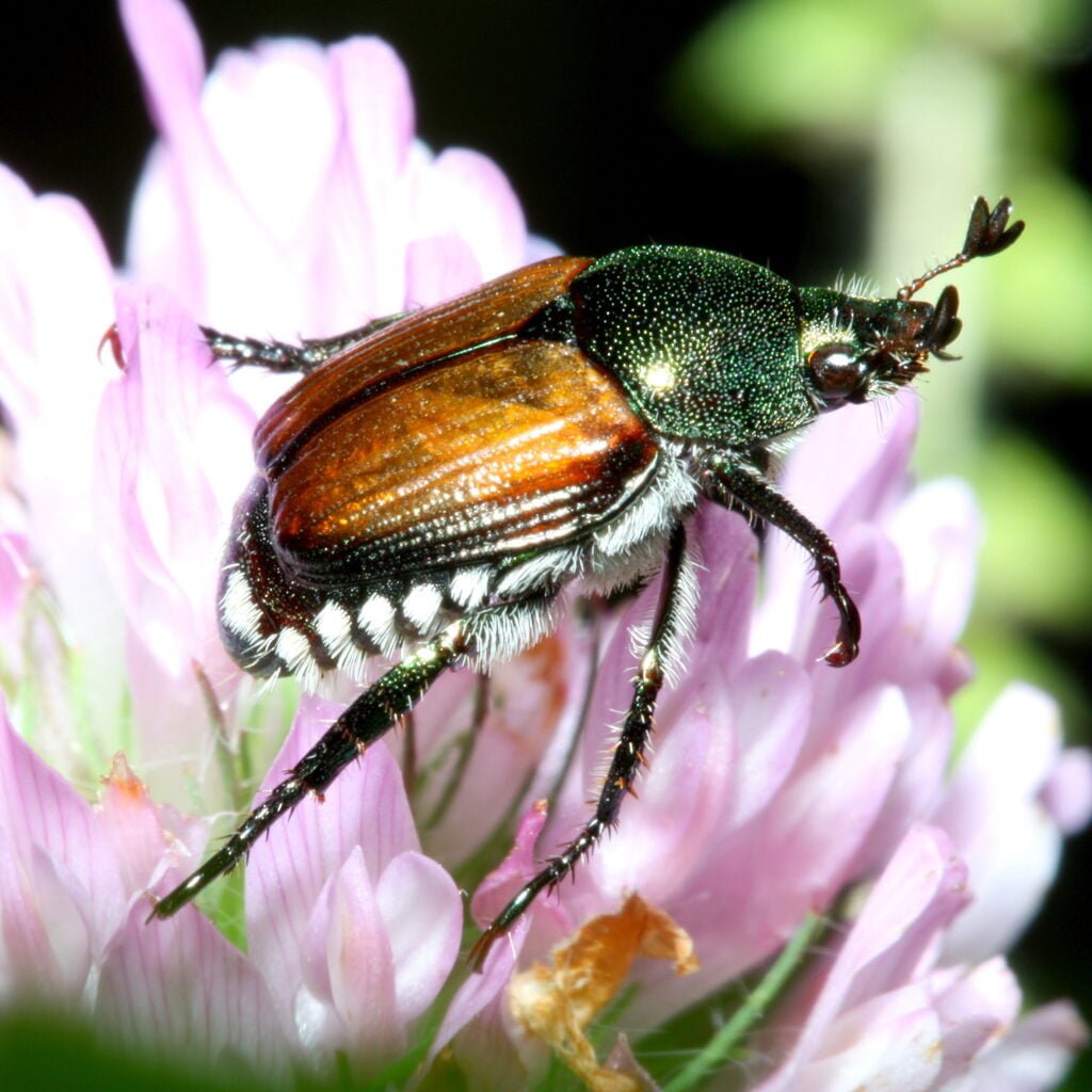 Japanese Beetle insect Facts Japanese Beetle insect Facts