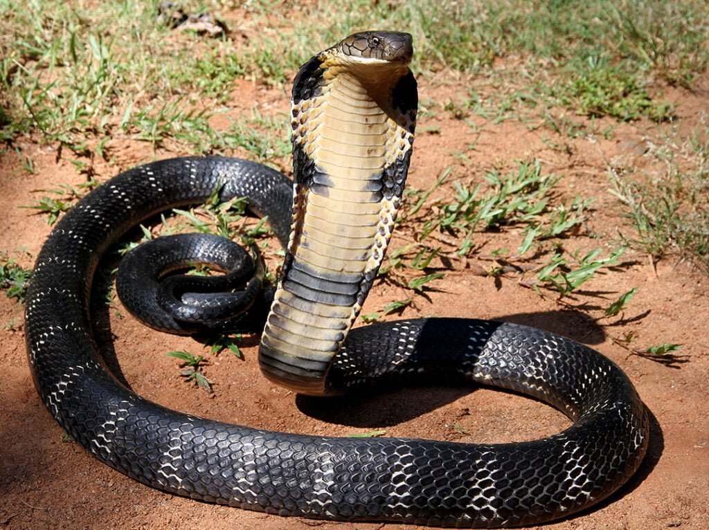 King cobra Facts