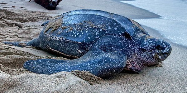 Leatherback sea turtle Facts, FAQs, Behaviour, Habitat, Conservation and More