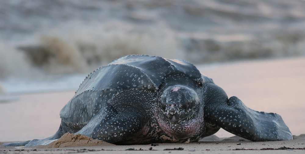 Leatherback sea turtle Facts
