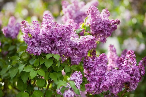 Lilac Flower Facts