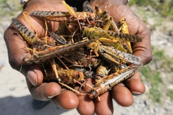 Locust insect Facts