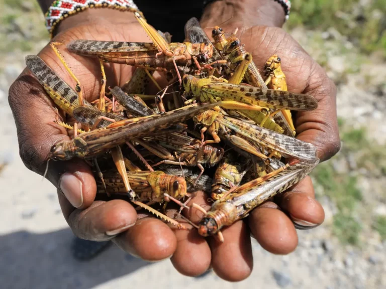 Locust insect Facts, FAQs, Behaviour, Habitat, Conservation and more
