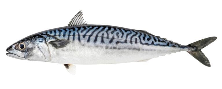 Mackerel Facts, FAQs, Behaviour, Habitat, Conservation and More